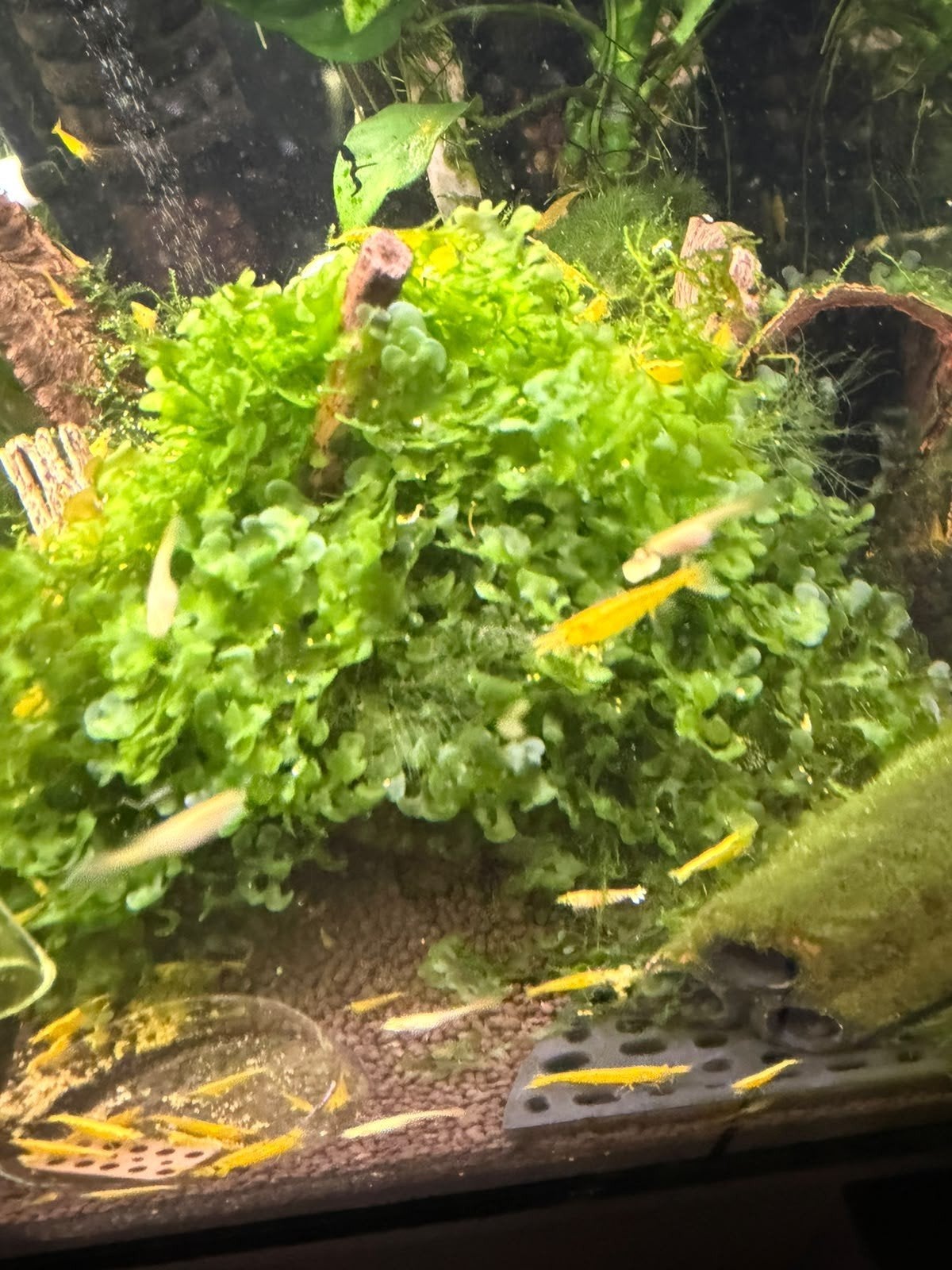 lomariopsis lineata lever mos, Ophalen of Verzenden, Plant(en), Steen of Hout