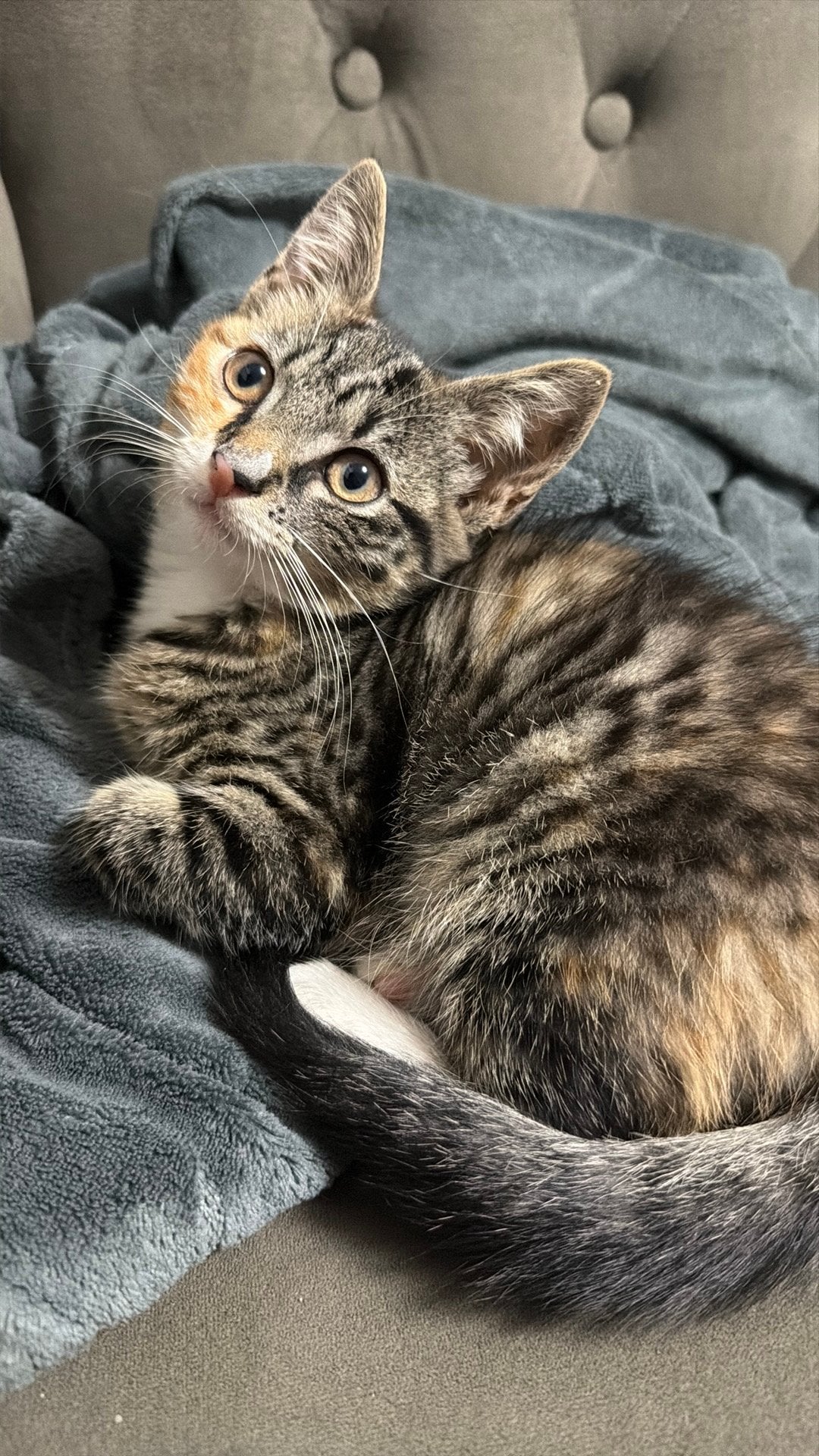 Lieve kitten te koop, Dieren en Toebehoren, Meerdere dieren, 0 tot 2 jaar