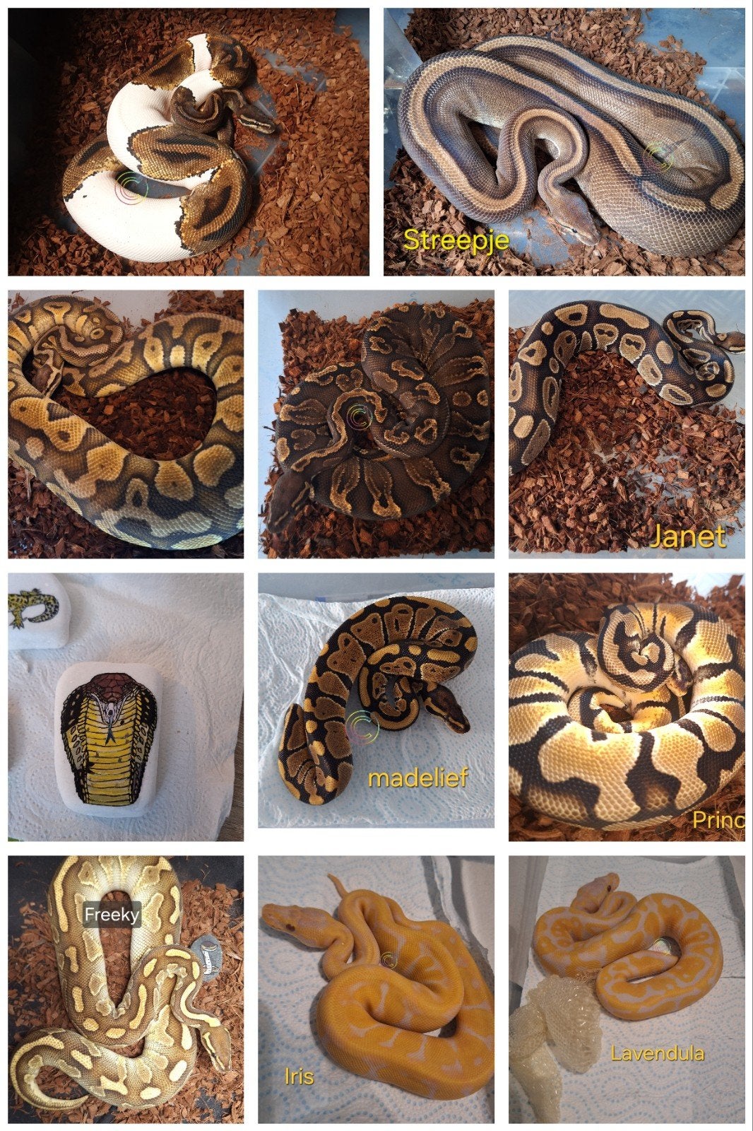 ball pythons en geschilderde stenen.