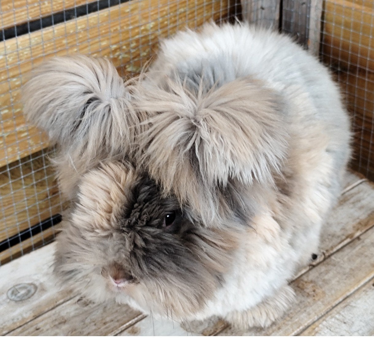 Ras zuiveren Engelse Angora Voedster, Meerdere dieren, Middelgroot