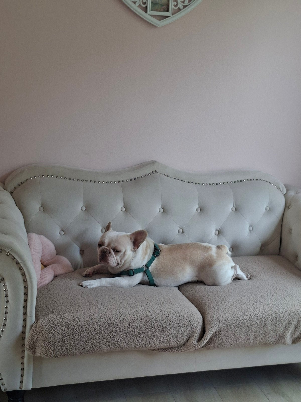 franse bulldog 3 jaar, België, Particulier, Reu, Bulldog