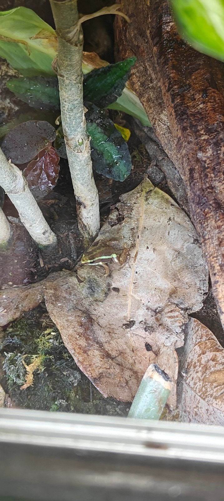 Tricolor gifkikkers Frog - unknown for sale from d