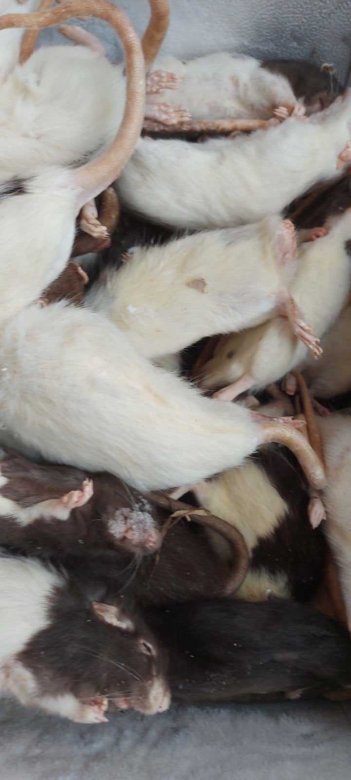 diepvries muizen en ratten, Dieren en Toebehoren