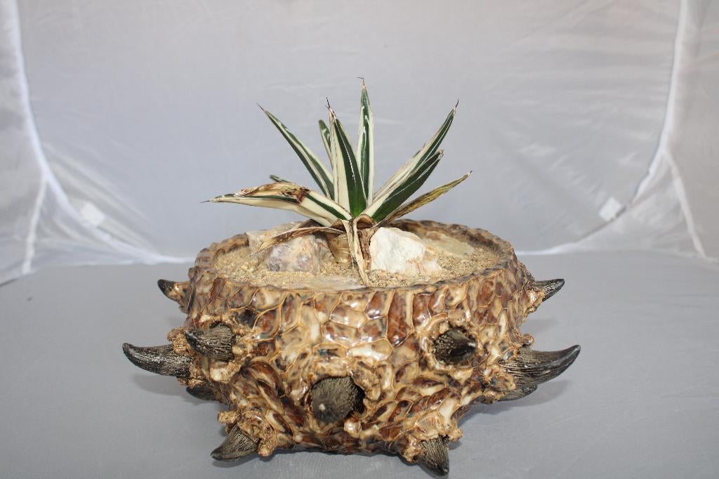 Agave vic reg white rhino, Vetplant, Ophalen of Verzenden, Minder dan 100 cm, Volle zon