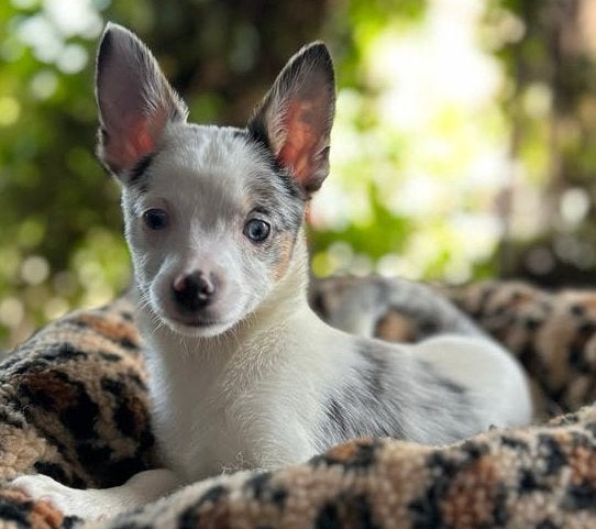 Pomchi pup teefje 💕🐶🐾 pomeriaan x chihuahua puppy, Dieren en Toebehoren, Honden | Chihuahua's en Gezelschapshonden, 8 tot 15 weken