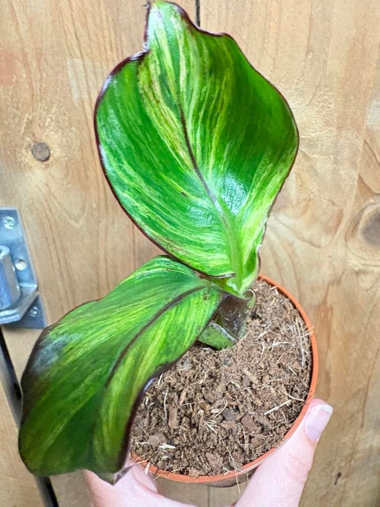 Musa maurelli maurelii ensete variegata aurea yellow lemon, Huis en Inrichting, Kamerplanten, Ophalen of Verzenden, Halfschaduw