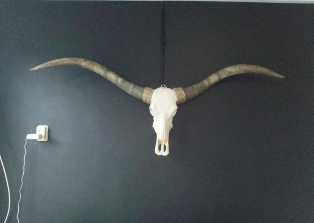 Echte longhorn schedel/skull, Ophalen, Schedel