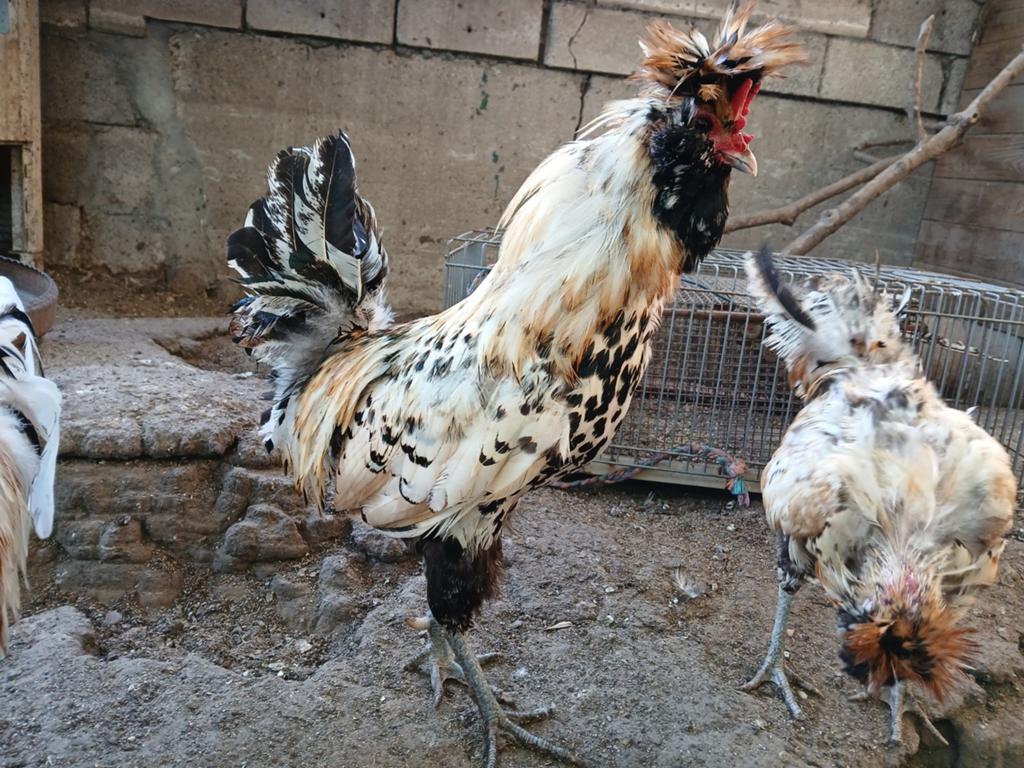 Brabanter hanen, Dieren en Toebehoren, Pluimvee, Kip, Mannelijk