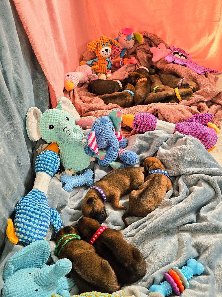 Rhodesian Ridgeback pups geboren! FCI-stamboom, Parvo, Overige rassen, 8 tot 15 weken, Meerdere
