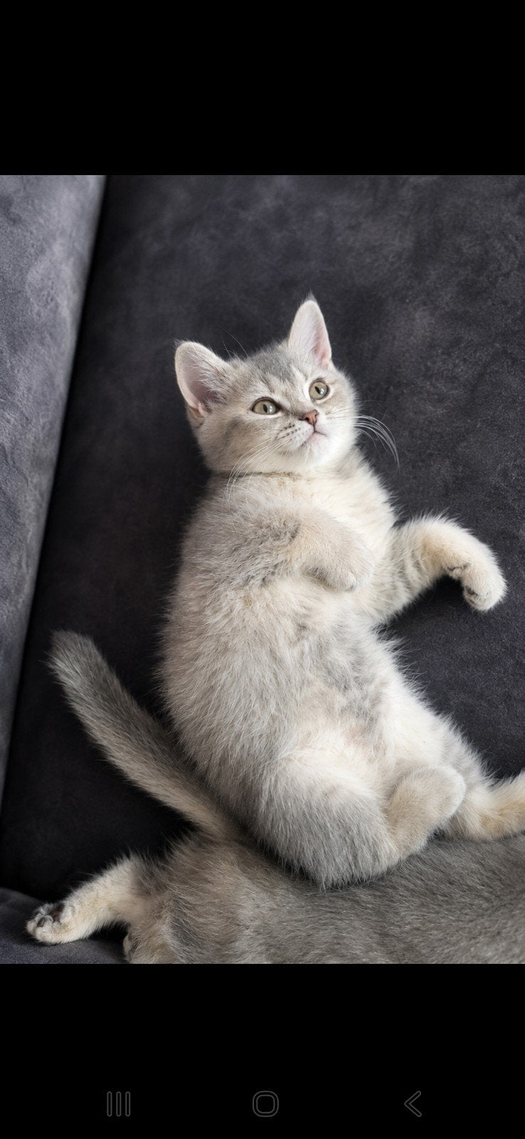 100%Raszuivere, Britse korthaar kittens, Blue Golden Shaded., Dieren en Toebehoren, Meerdere dieren, Met stamboom
