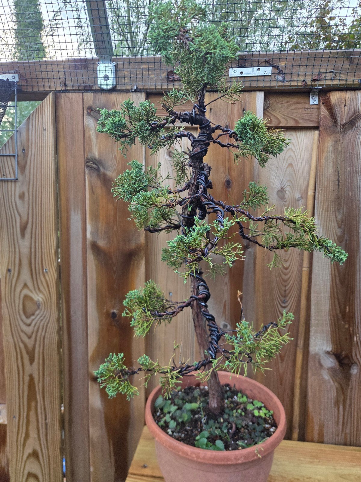 jeneverbes bonsai, Bloeit niet, Halfschaduw, Minder dan 100 cm, Overige soorten