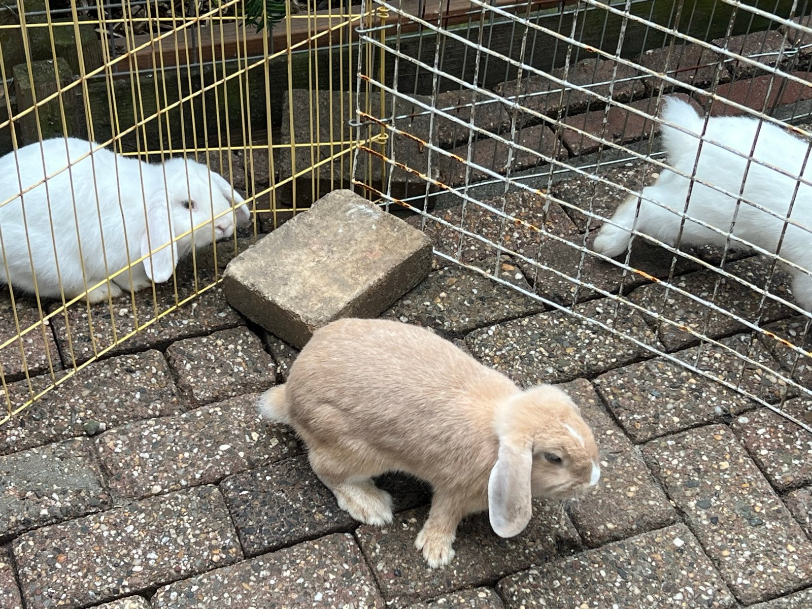Konijnen te koop, Dieren en Toebehoren, Geslacht onbekend, Dwerg, Hangoor, 0 tot 2 jaar