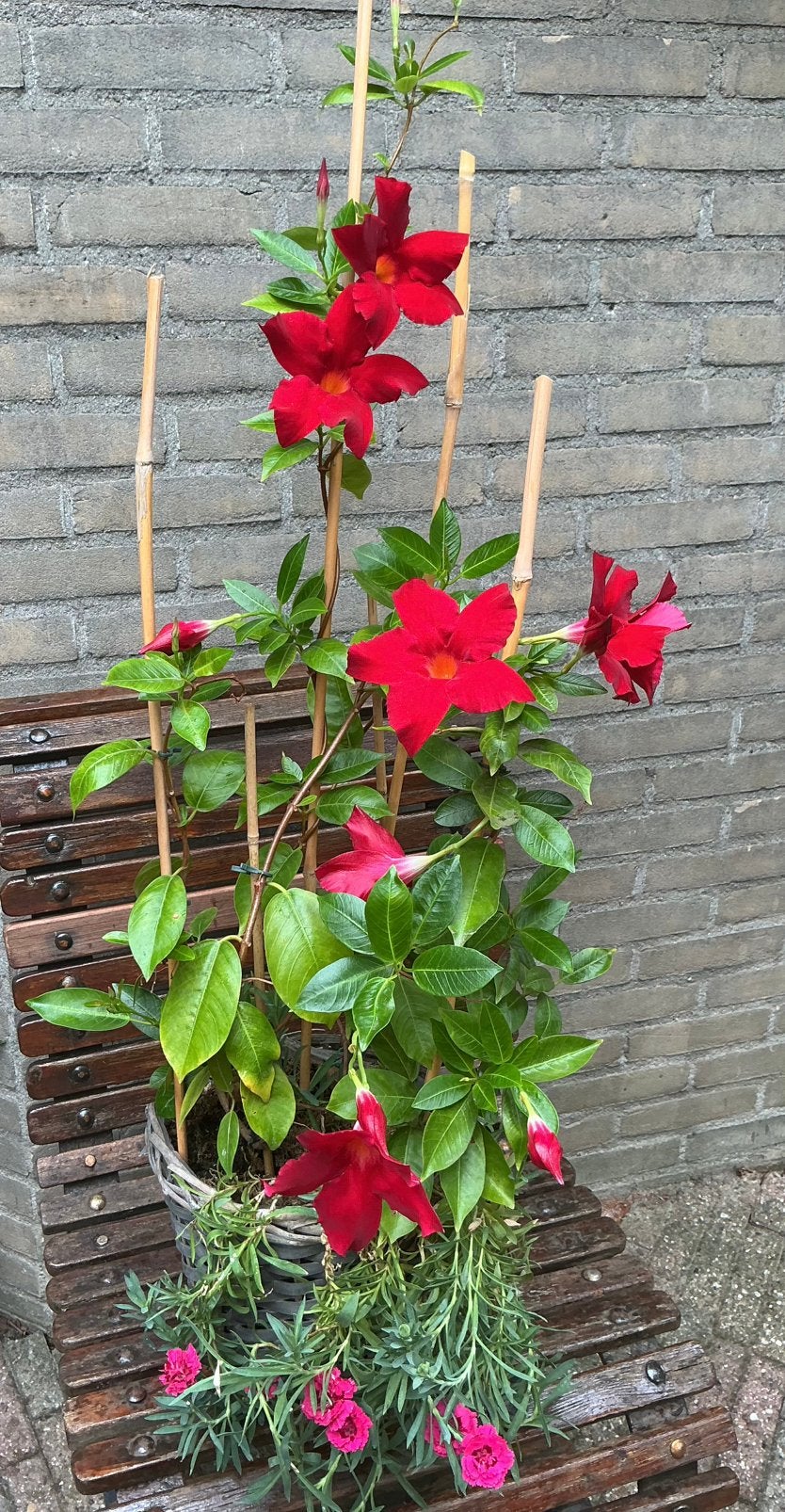 Mooie bloemenmand, Ophalen, Overige soorten, Halfschaduw