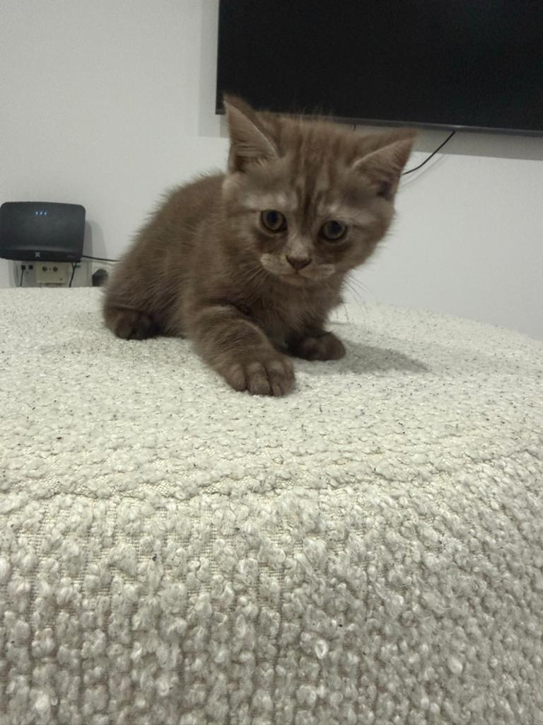 British kort haar, Dieren en Toebehoren, Katten en Kittens | Overige Katten, Kater