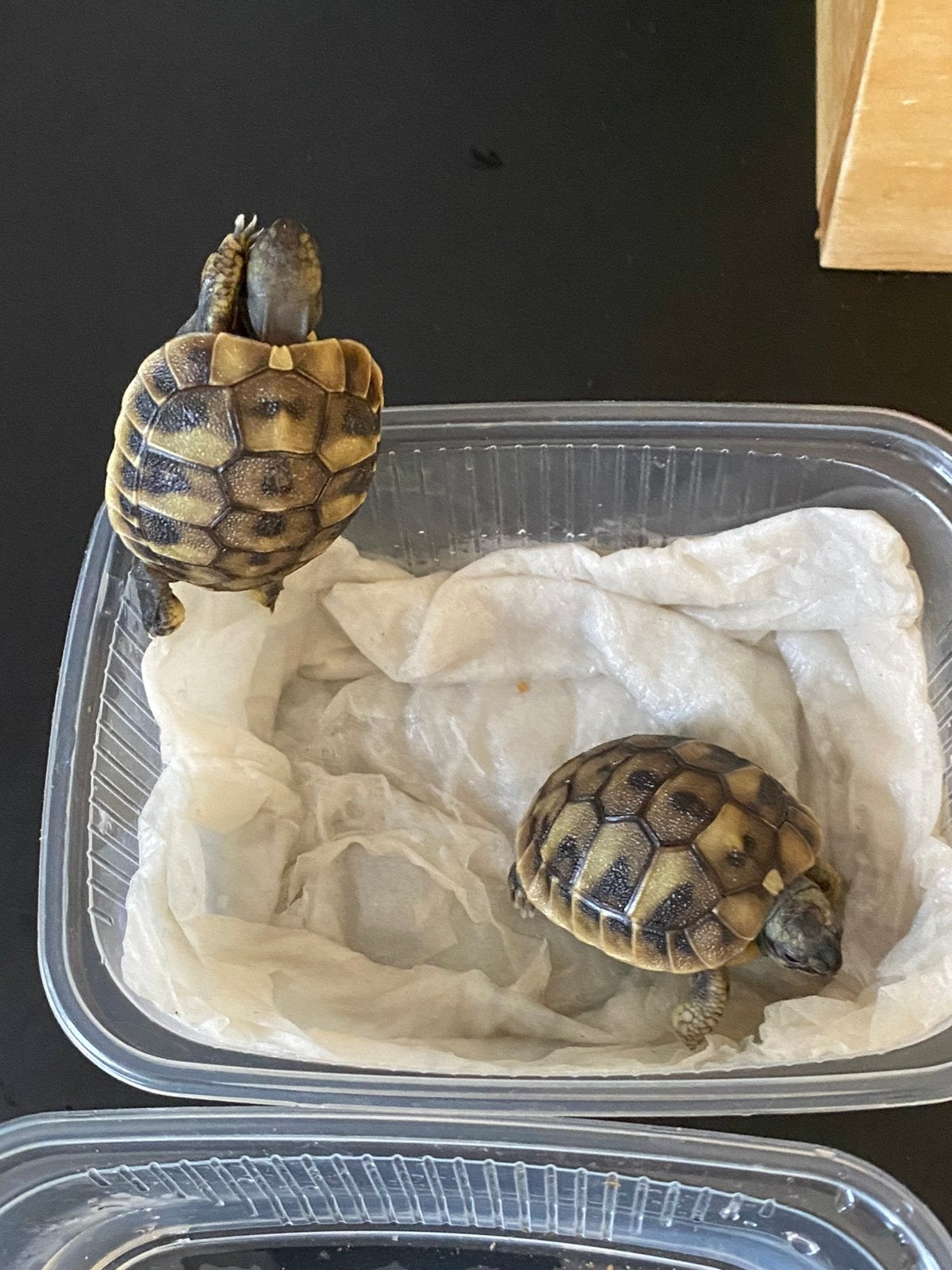 Prachtige, gezonde Griekse Landschildpadden. Nakweek 2026 Tortoise photo 12