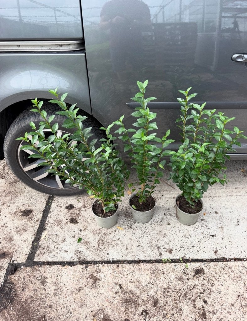 mooie Ligustrum groenblijvende liguster ovalifolium, Tuin en Terras, Ophalen of Verzenden, Liguster, Minder dan 100 cm