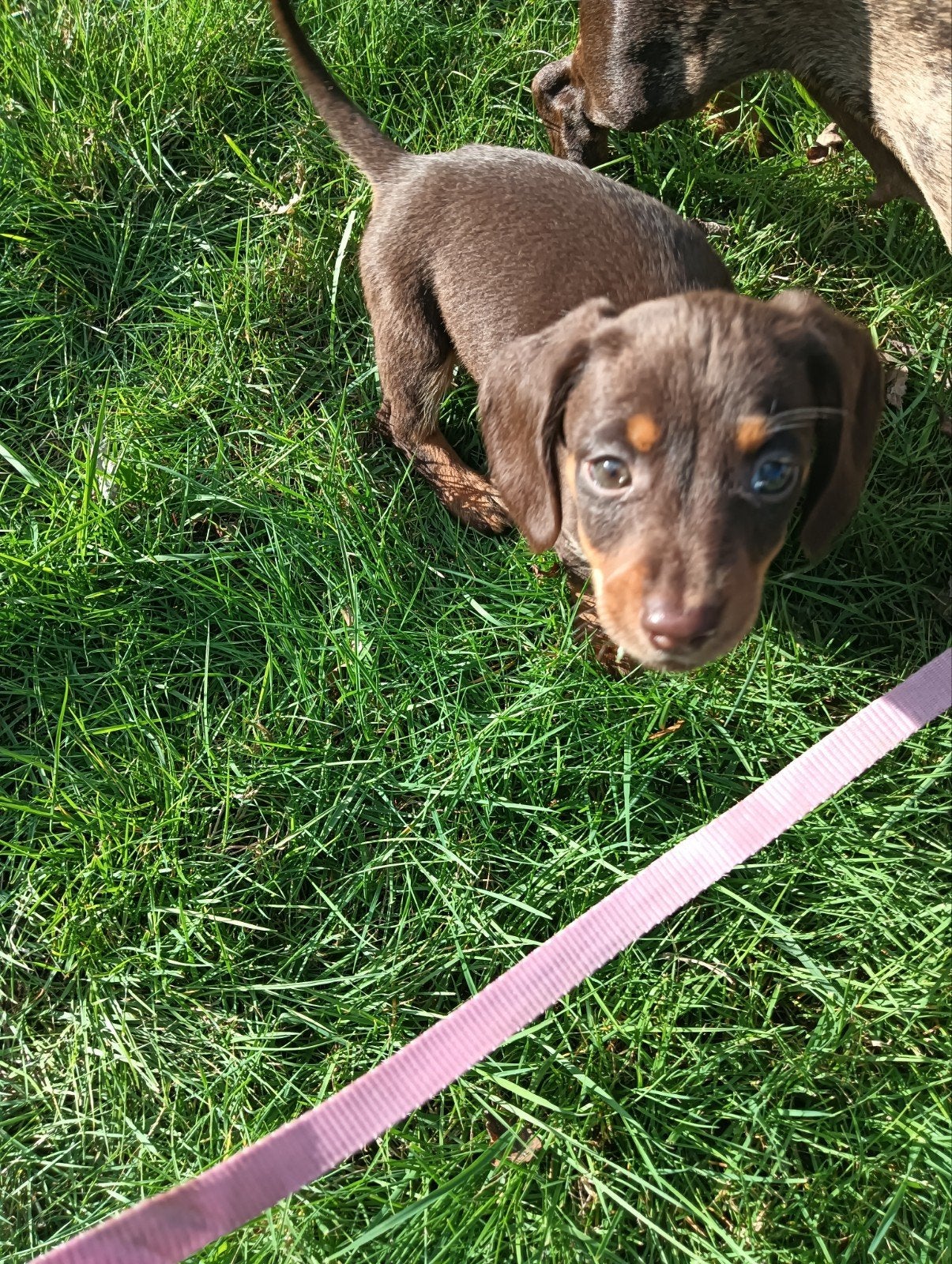❤️🐾 PRACHTIG CHOCOLATE & TAN TECKELPUPJE 🐾❤️, CDV (hondenziekte), Reu, 8 tot 15 weken, Korthaar