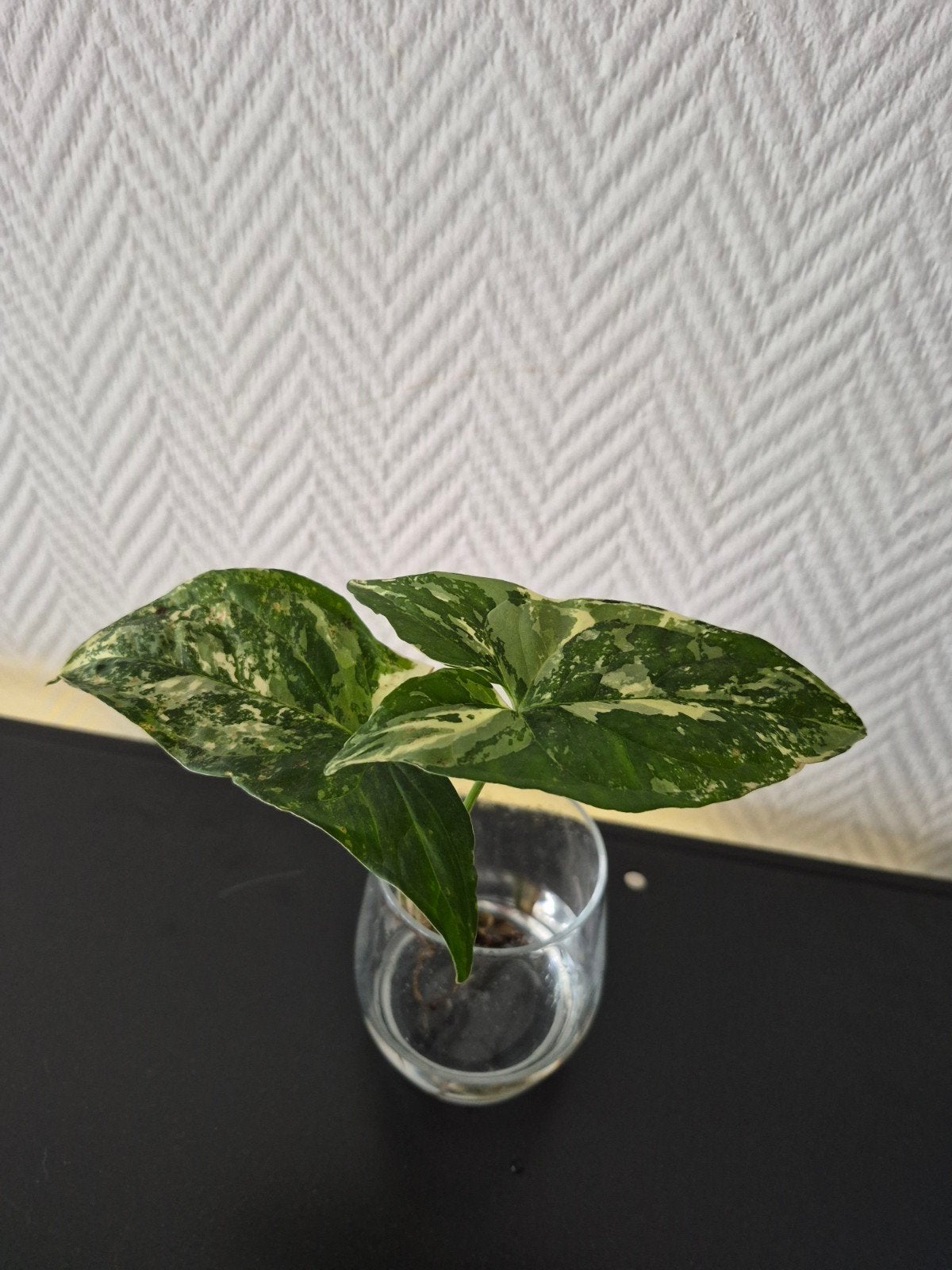 Syngonium Albo Variegated - Prachtige stekken, Overige soorten, Vaste plant, Ophalen of Verzenden, Bloeit niet