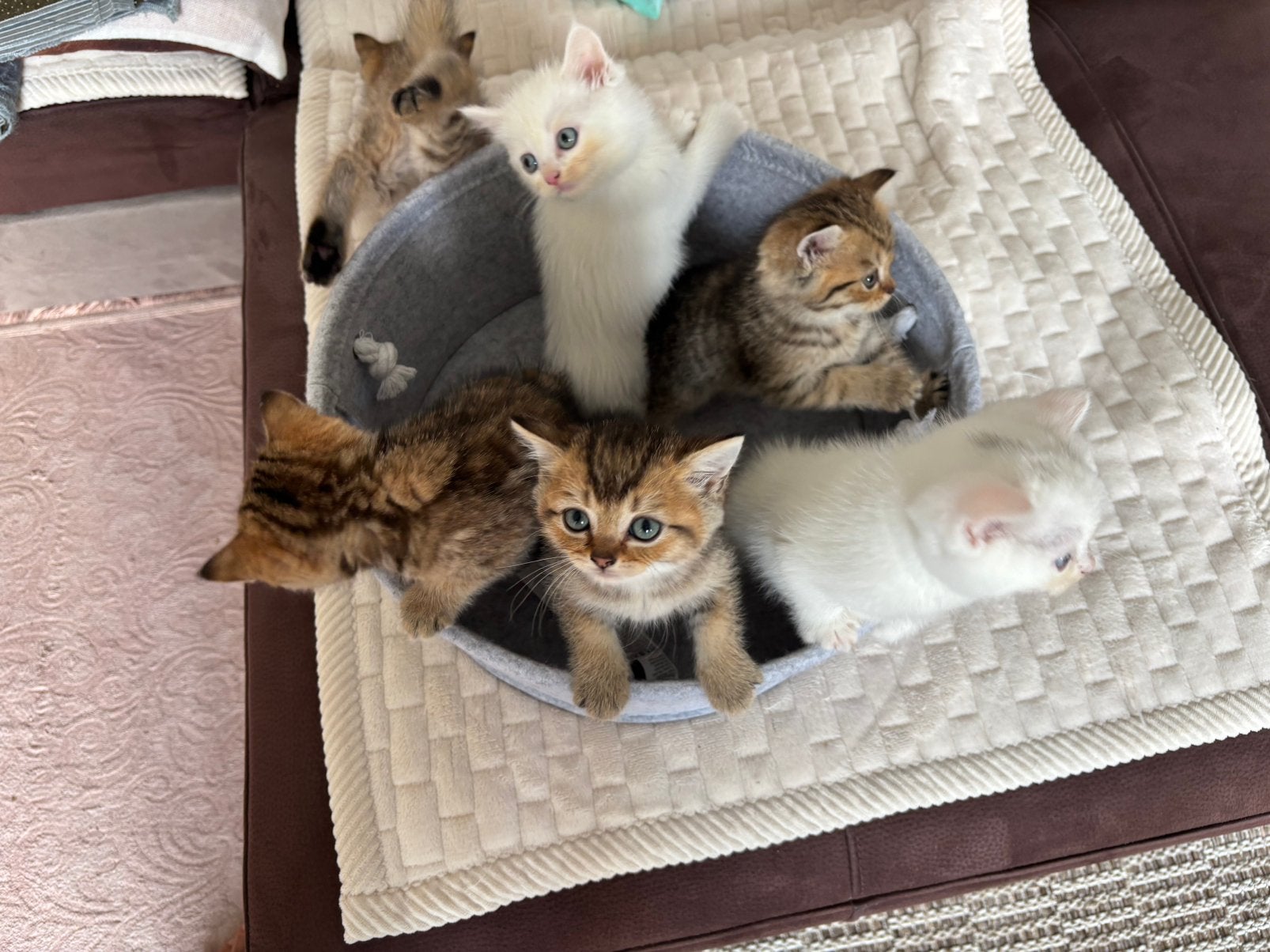 Prachtige BKH kittens en witte Perzische moederpoes, Poes, Gechipt, 0 tot 2 jaar