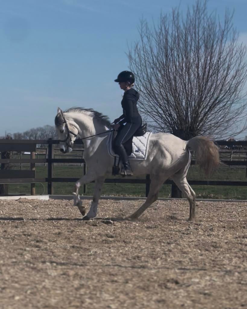 Instructie aangeboden met of zonder eigen paard, Dieren en Toebehoren, Paarden en Pony's | Verzorgingsproducten, Ophalen