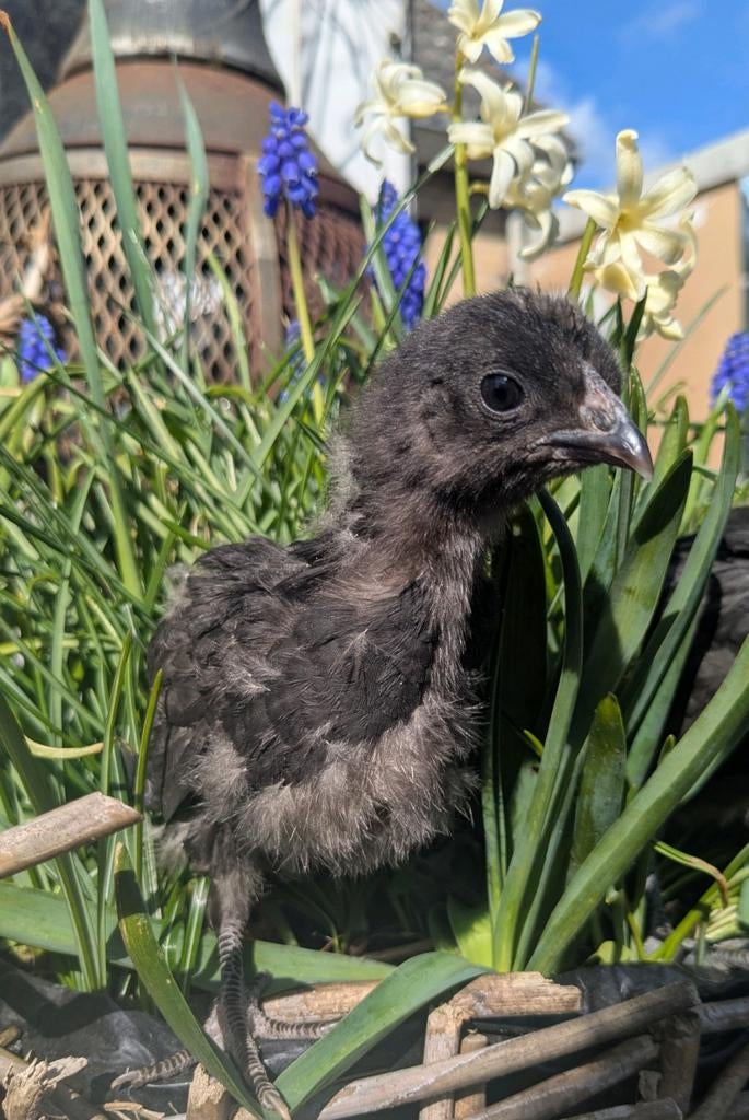 5 prachtige jonge kuikens, Dieren en Toebehoren, Meerdere dieren, Kip