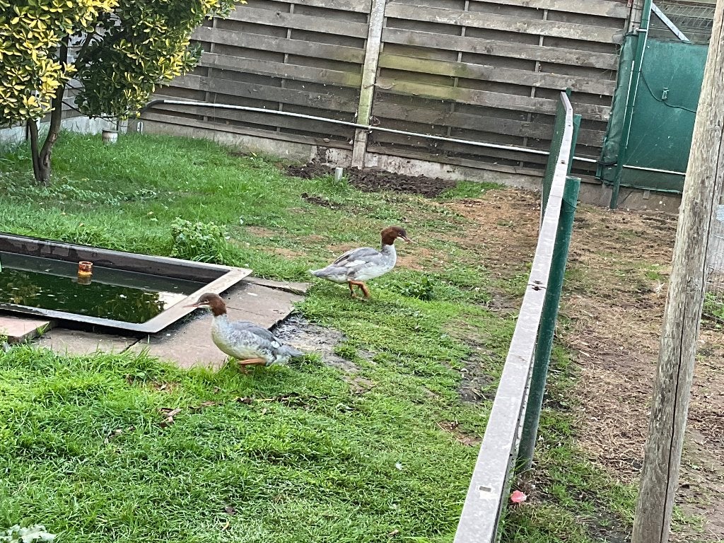 Grote zaagbek, Dieren en Toebehoren, Meerdere dieren, Eend