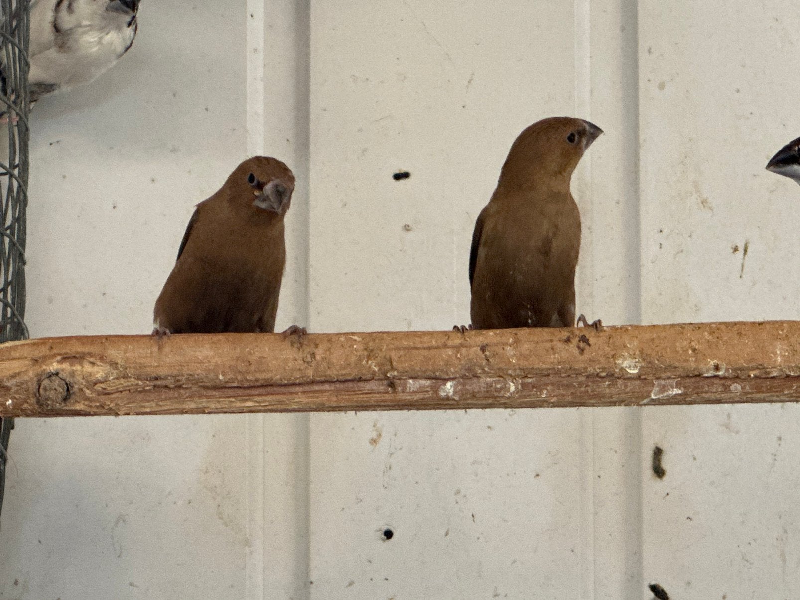 Zilverbekjes, Dieren en Toebehoren, Vogels | Overige Vogels, Mannelijk