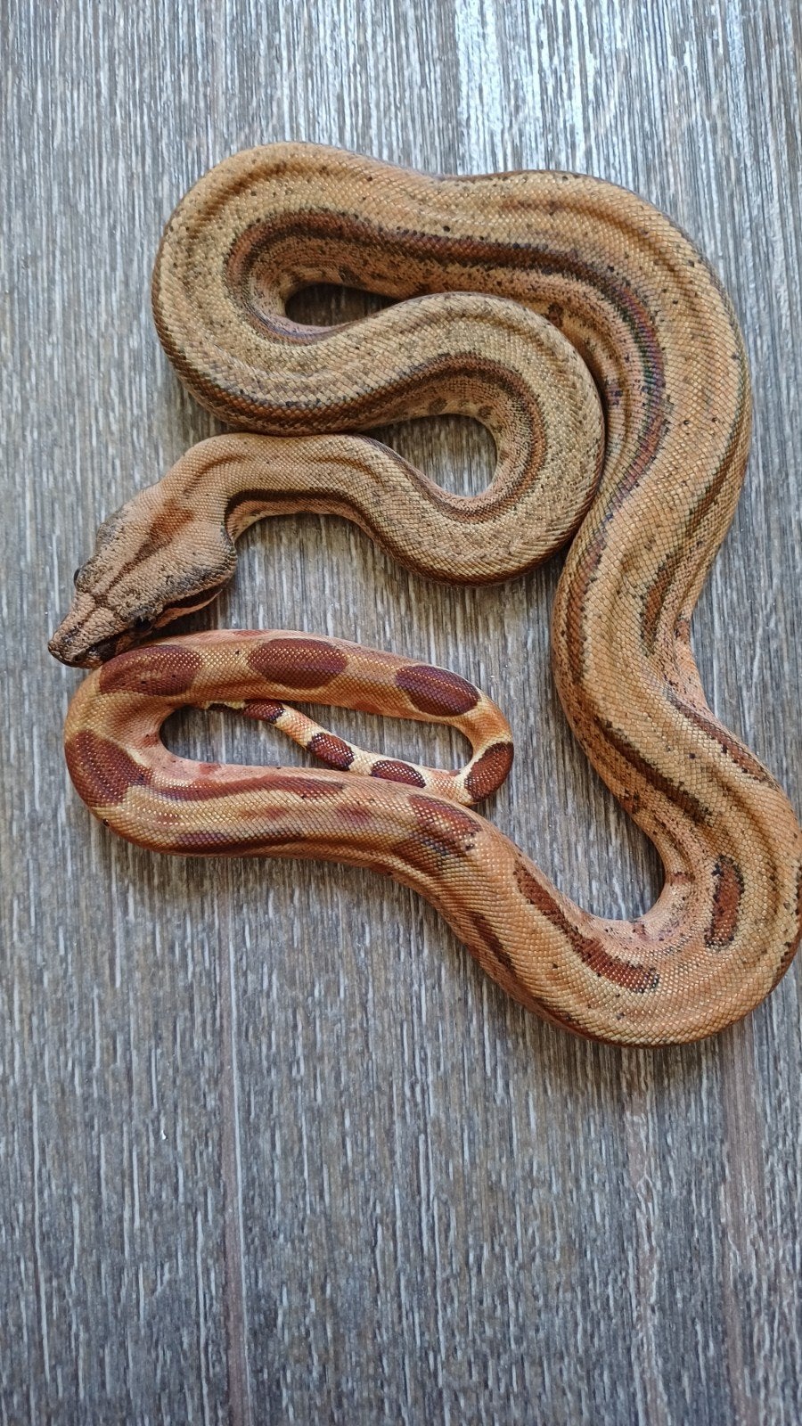prachtige hypo stripe boa vrouw, Dieren en Toebehoren, Reptielen en Amfibieën, Slang, 0 tot 2 jaar