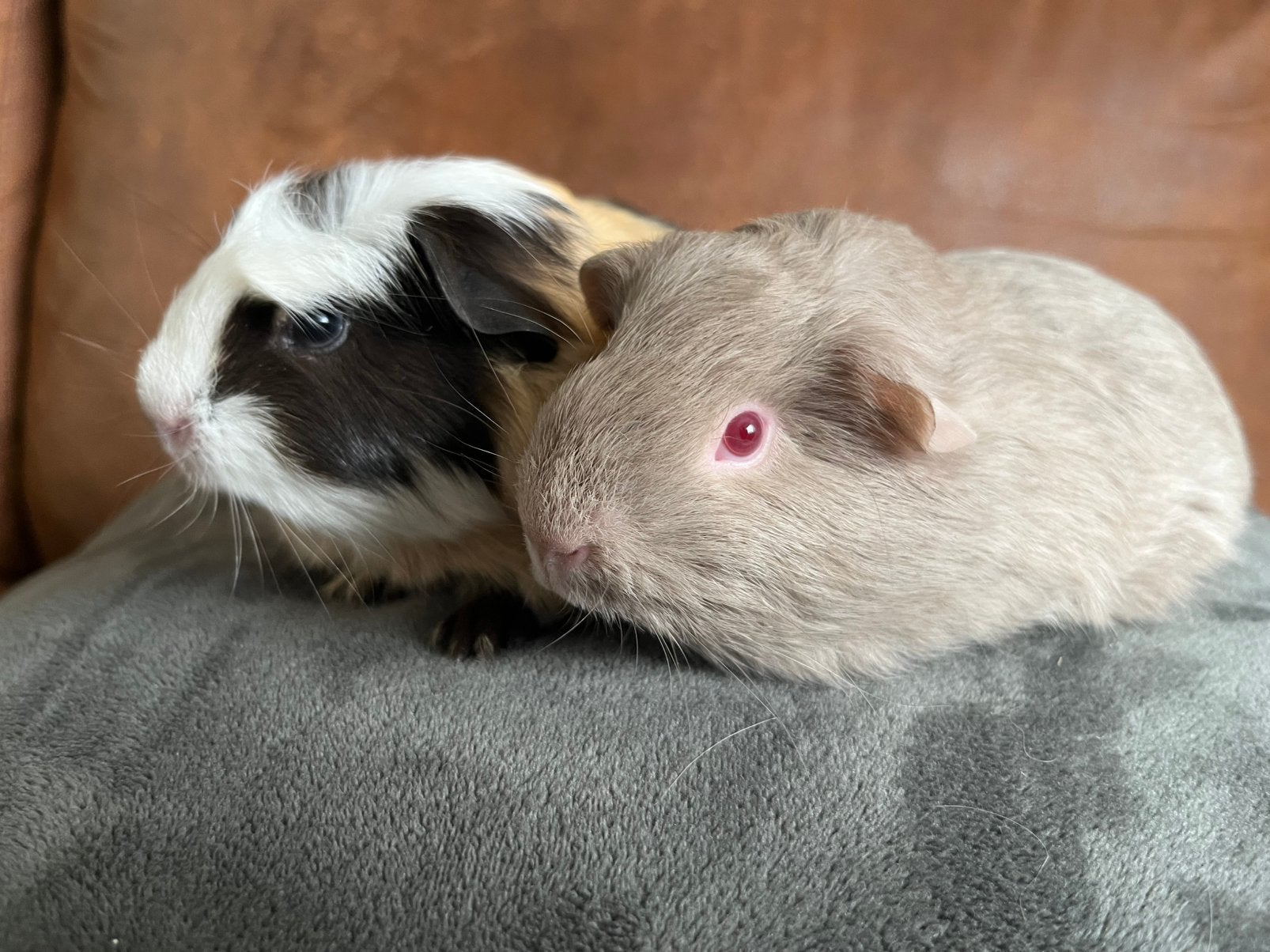 2 prachtige lieve jonge cavia beertjes/ broertjes, Dieren en Toebehoren, Knaagdieren, Cavia, Augustus, Mannelijk, Tam