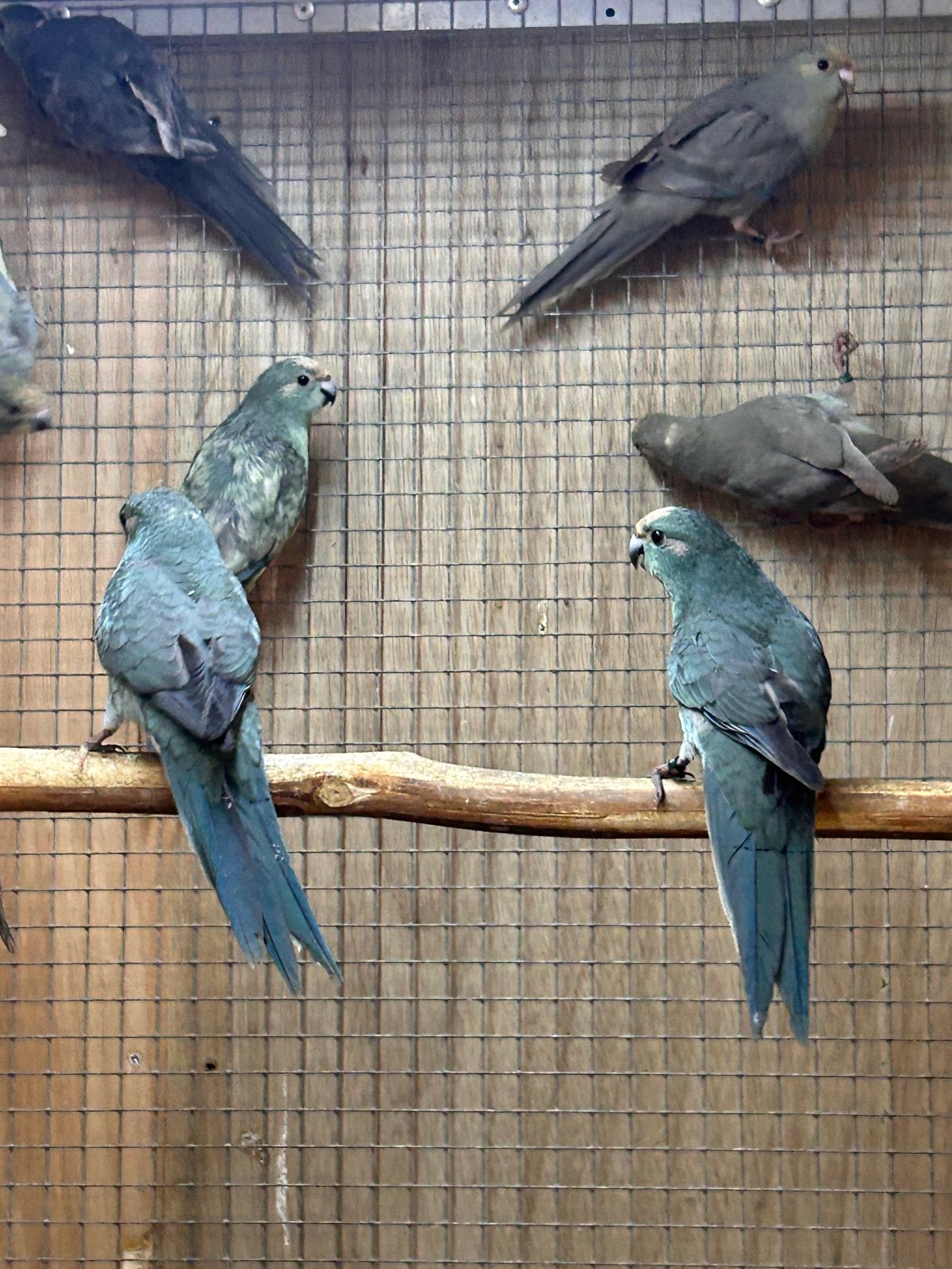 Kakariki