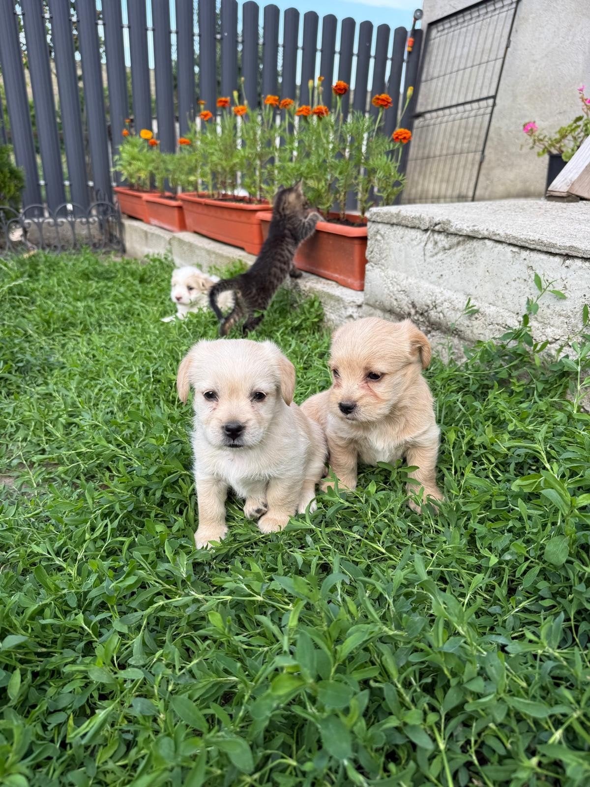 BICHON /malteser puppy's adoptiehond roemenie, Particulier, Overige rassen, 8 tot 15 weken, Buitenland