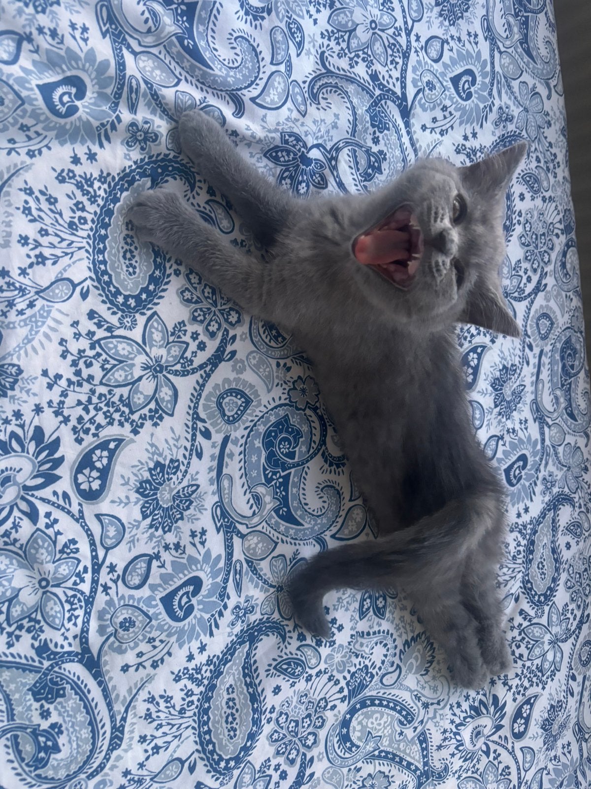 Britt blue kitten, Dieren en Toebehoren, Katten en Kittens | Raskatten | Korthaar, Poes