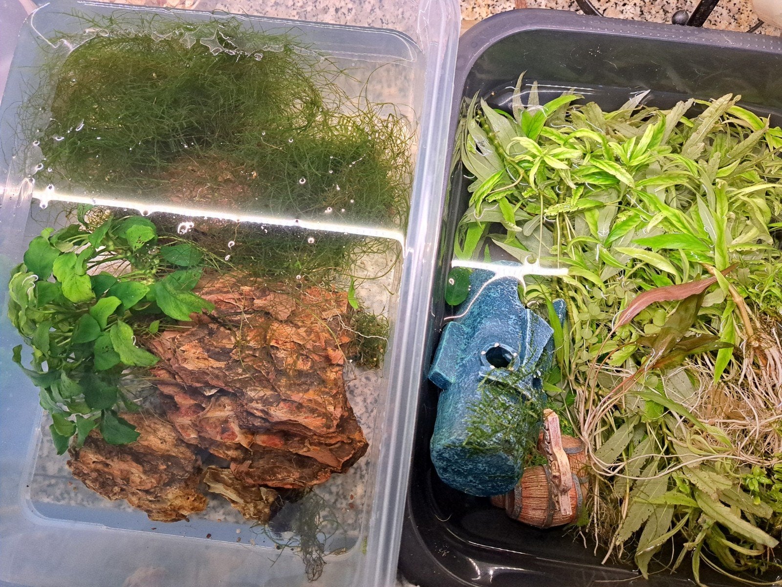 Aquarium plantjes, Dieren en Toebehoren, Ophalen, Plant(en), Steen of Hout