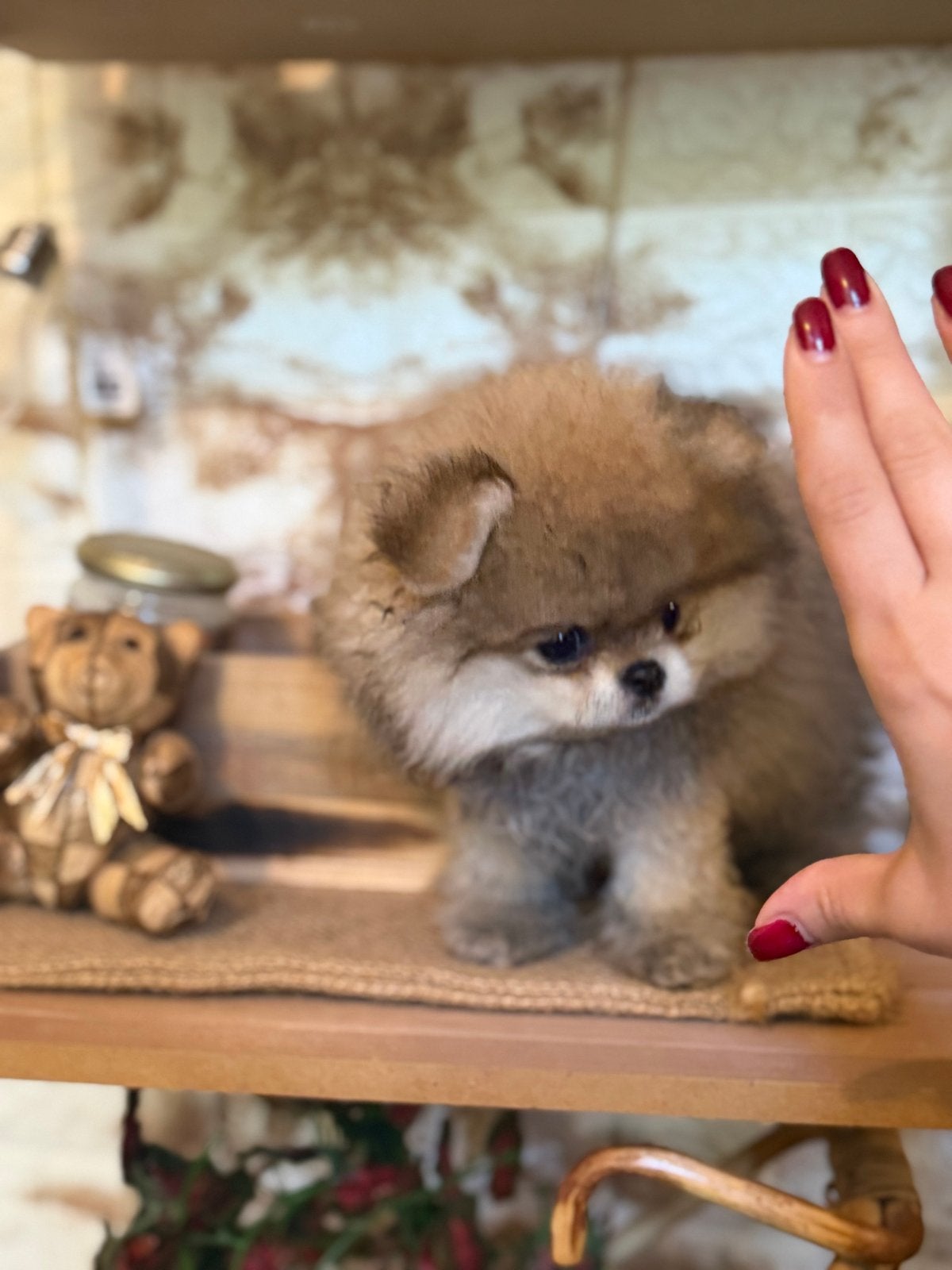 2 teacup pomeriaan (reu), Dieren en Toebehoren, Honden | Herdershonden en Veedrijvers, 15 weken tot 1 jaar, Parvo, Meerdere, Nederland