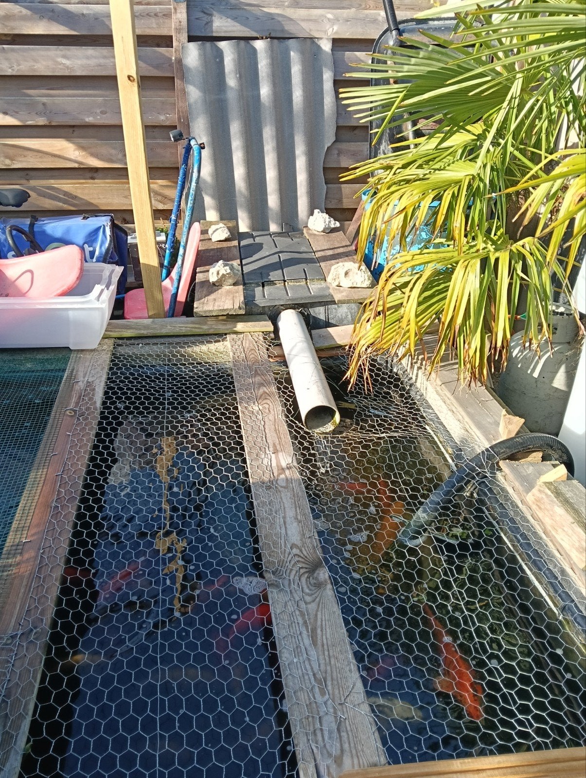 Koikarpers en grote goudvissen, Dieren en Toebehoren, Vissen | Vijvervissen, Goudvis(sen)