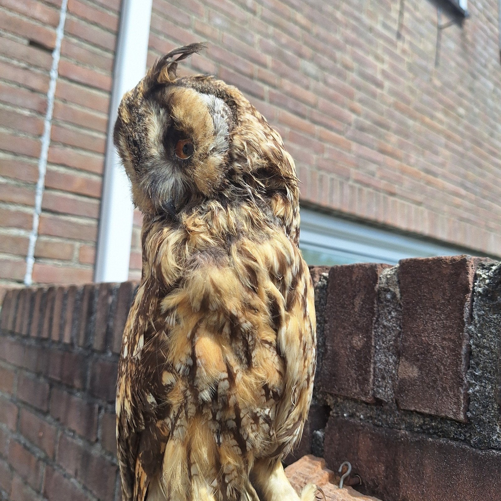 Opgezette ransuil MOET WEG!, Verzamelen, Dierenverzamelingen, Ophalen of Verzenden