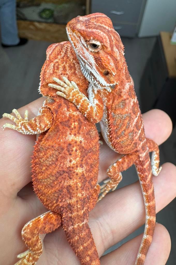 Red het hypo en hypo baardagamen jonkies, Dieren en Toebehoren, Amfibie, 0 tot 2 jaar