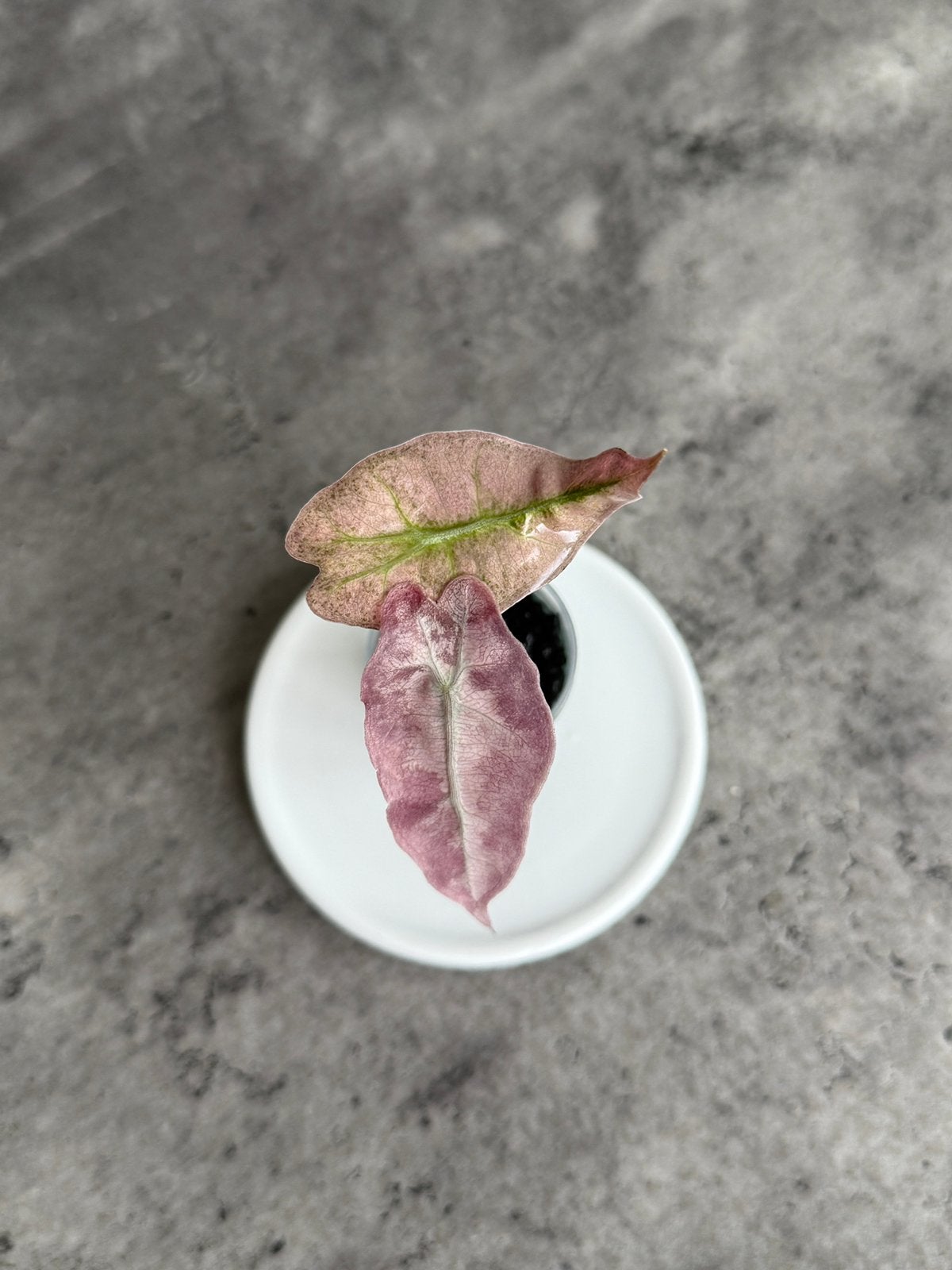 Alocasia Amazonica Pink Variegata, Ophalen of Verzenden, Halfschaduw, Minder dan 100 cm