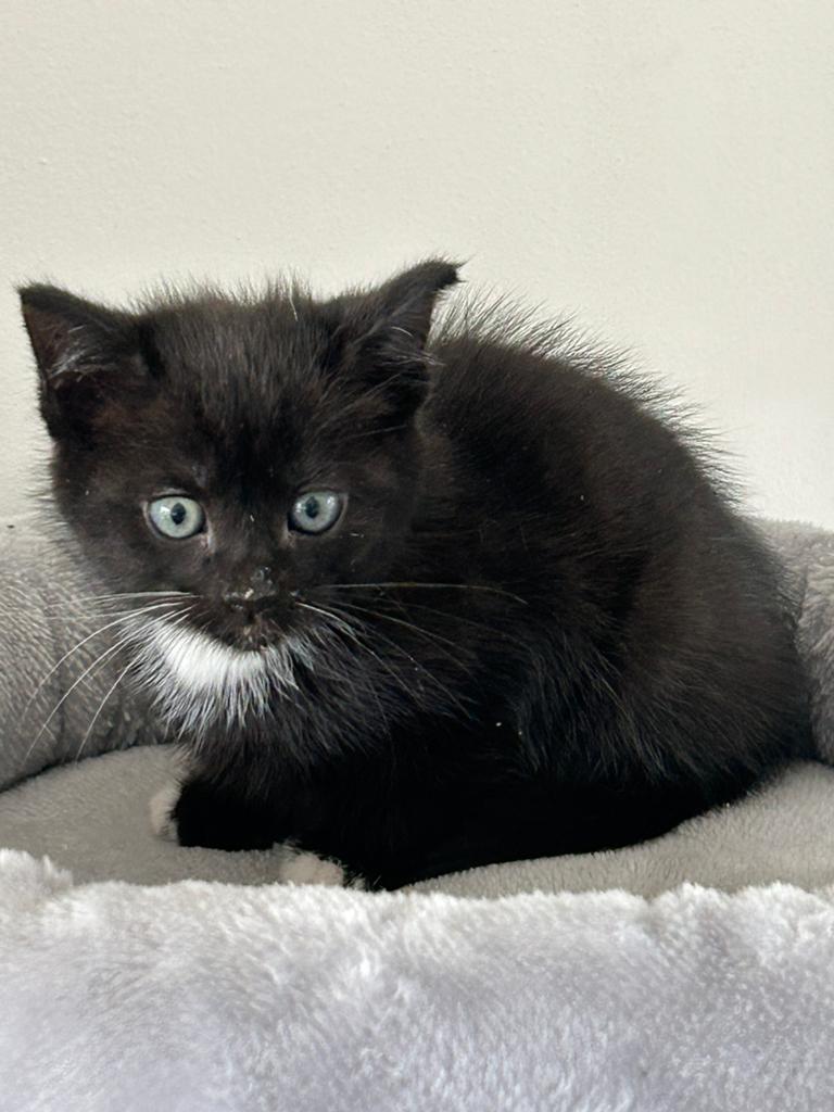 Katten, Dieren en Toebehoren, Kater