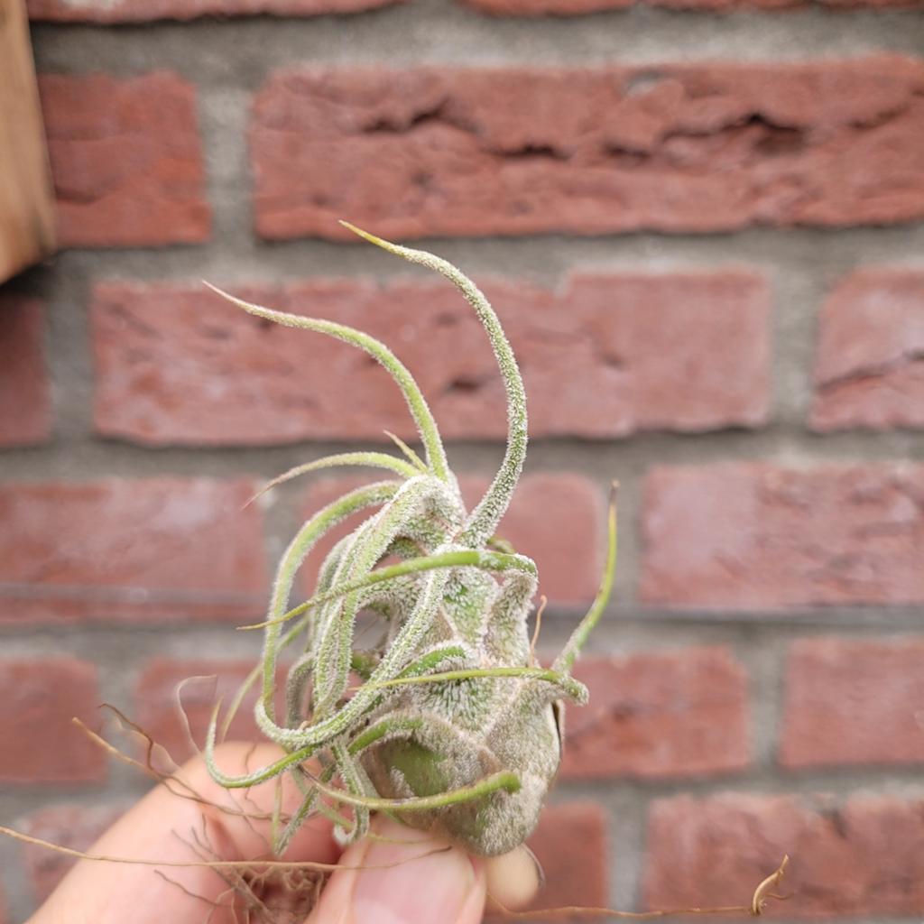 Tillandsia pruinosa, Huis en Inrichting, Kamerplanten, Ophalen of Verzenden, Halfschaduw, Minder dan 100 cm