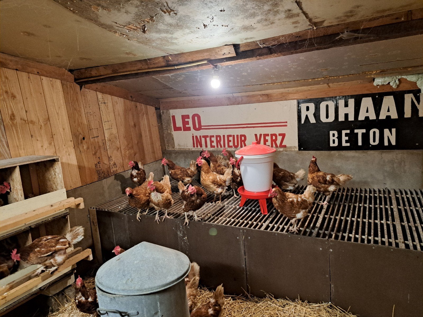 Te koop oude leg kippen, Dieren en Toebehoren, Vrouwelijk, Kip