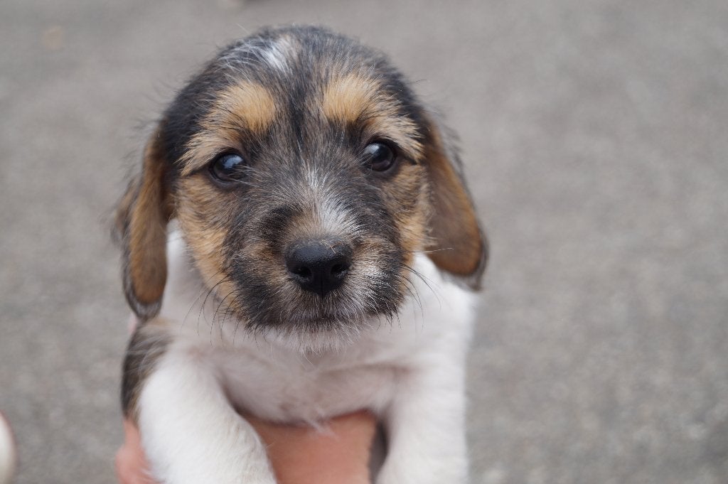 super leuke en sociale puppy's te koop, Dieren en Toebehoren, Honden | Jack Russells en Terriërs, HCC (leverziekte), Jack Russell Terriër