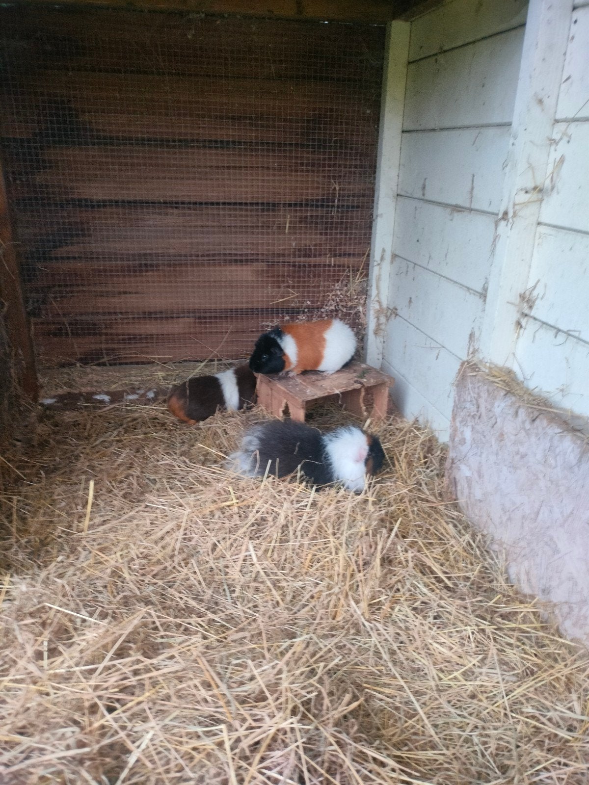 3 lieve tamme cavias, Dieren en Toebehoren, Cavia, Mannelijk, November, Tam