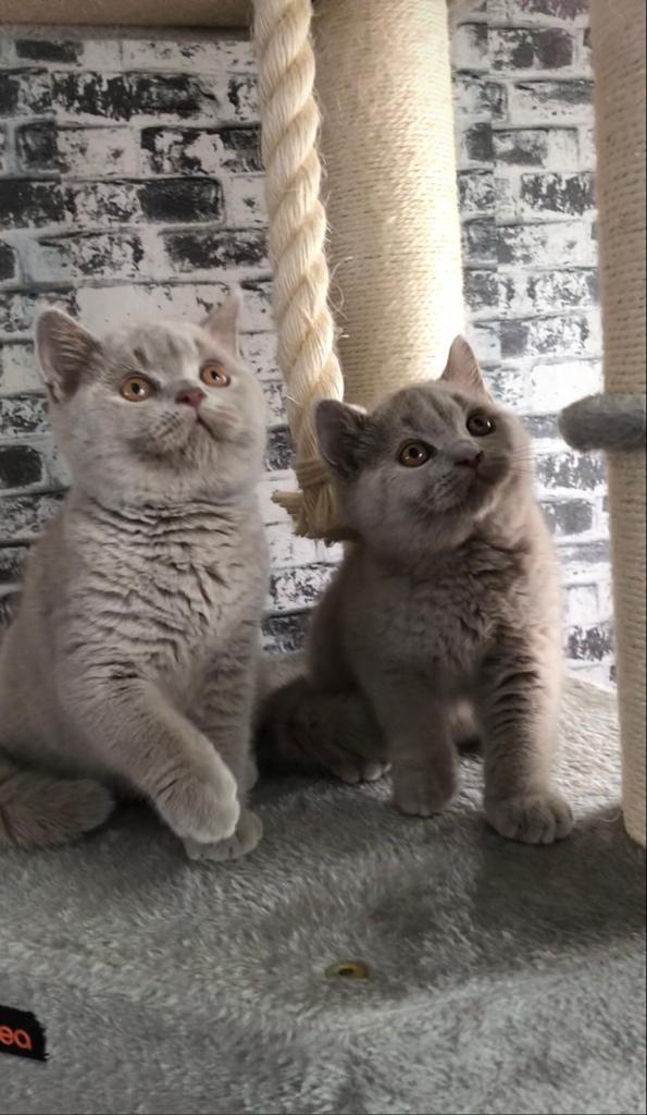 Brits Britse korthaar kitten 2 beschikbaar, Dieren en Toebehoren, Katten en Kittens | Raskatten | Korthaar, Kater, Gechipt, 0 tot 2 jaar