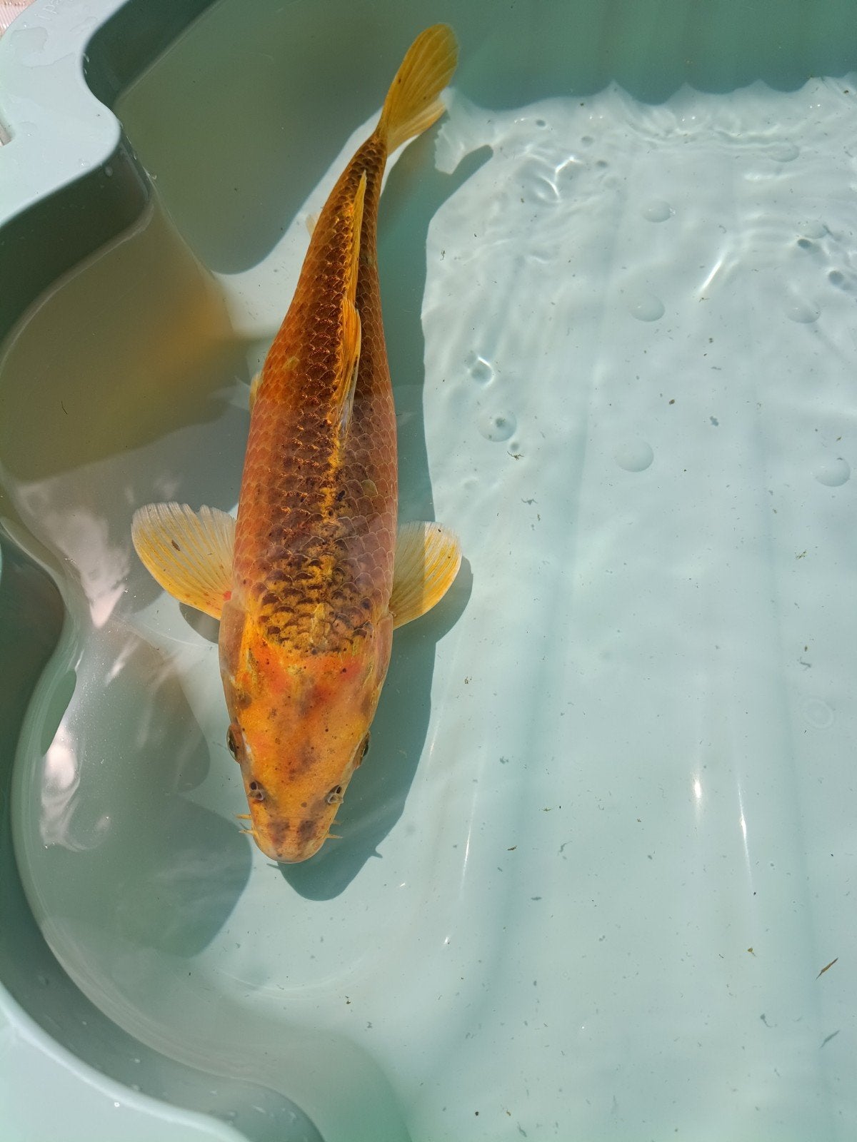 Benigoi koi karper, Dieren en Toebehoren, Karper of Koi