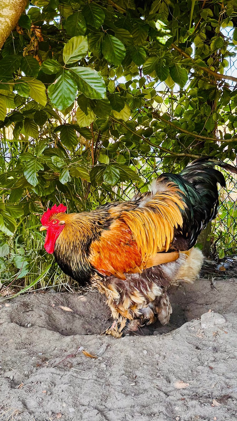 Brahma haan goud zwart gezoomd, Mannelijk, Kip