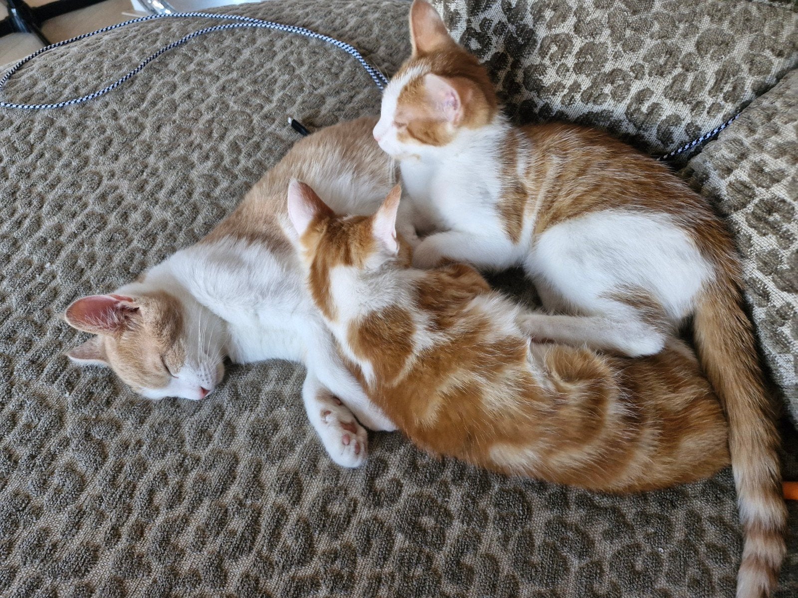 3 lieve jonge katers + automatische kattenbak, Kater