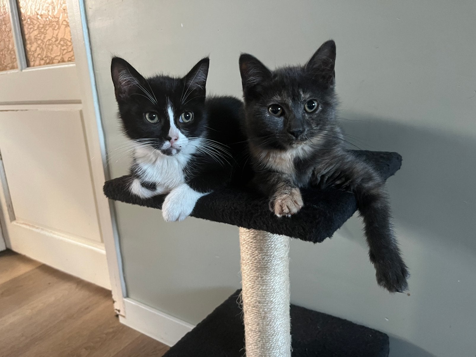 Half ragdoll kittens, Dieren en Toebehoren