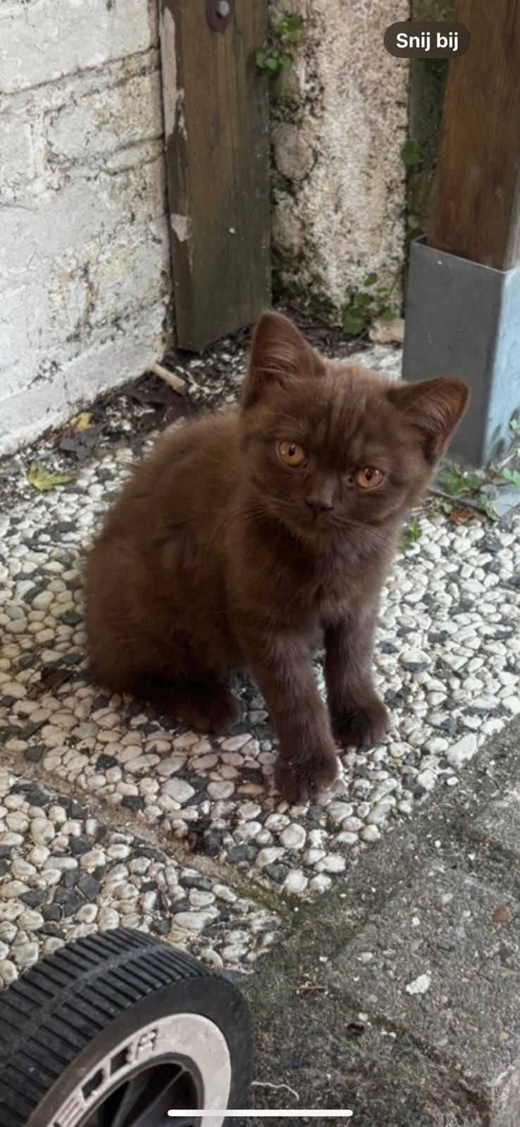 2 superlieve semi britse/europese korthaar kittens, 0 tot 2 jaar