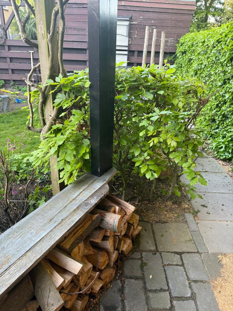Beukenhaag (6 stammen) ca. 1x1 meter - Gratis af te halen, Tuin en Terras, Ophalen, Bloeit niet, Overige soorten, Halfschaduw